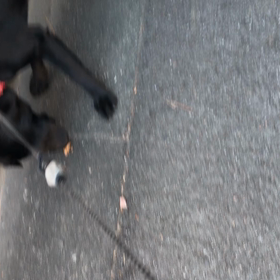 蝉の抜け殻  の画像