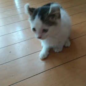 【アメリカンカールの里親募集】お願いします‼️の画像