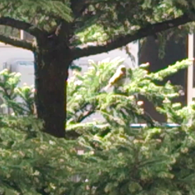 セレナーデのひとりごとNo.134の画像