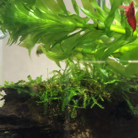 このウィローモス流木カッパみたいの画像