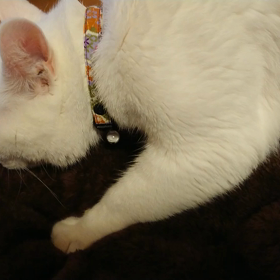 幸子ちゃんの~もみもみの画像