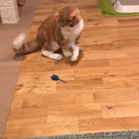 ありし日の豆ちゃんの画像