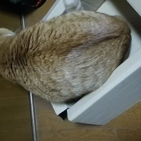 とら殿☆の画像