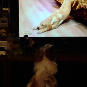 ついにテレビのワンコにラブコールの画像