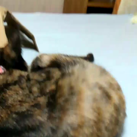 本日の～の画像