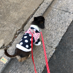 アンジュの様子の画像