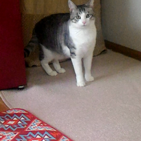 TS-１忘れてばかりの画像