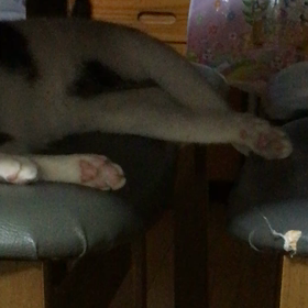 おっとっと(*ΦωΦ*)の画像