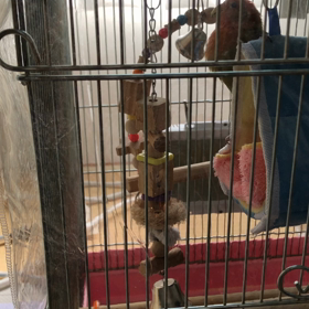 やっぱり　玄米美味しい(^｡^)の画像