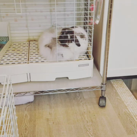 うさぎオフ会。の画像