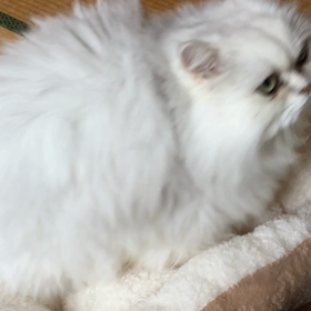 入塾してくれなかった体験生の画像