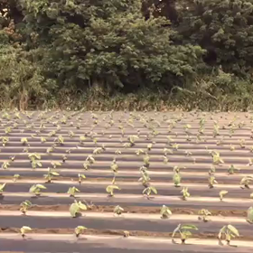 vlog 祖父母の墓参りの画像