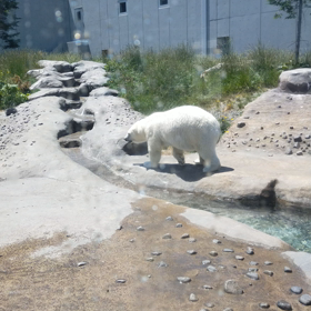 円山動物園の画像