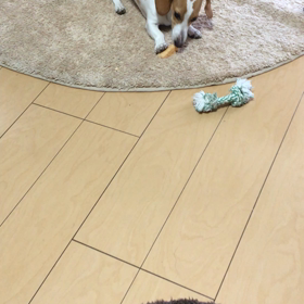 ヒマチーの画像