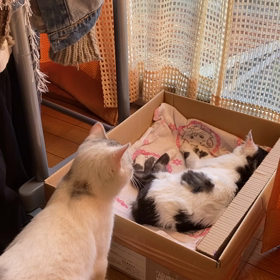 今朝の、にゃんこ。の画像