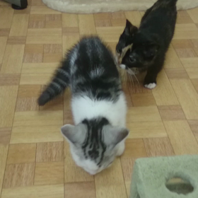 猫部屋にようこそ(^-^)/の画像