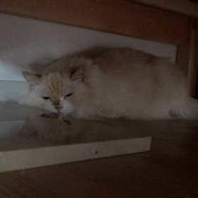 私はここにいませんの画像