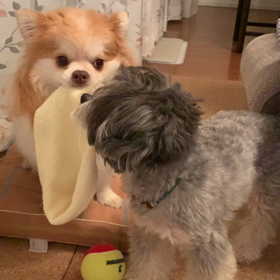 ヘアバンド争奪戦の画像