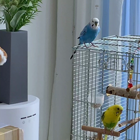 お久しぶりですの画像