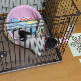 ペキニーズこうめとこのはの画像