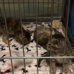 遊ぶ子猫たち。の画像