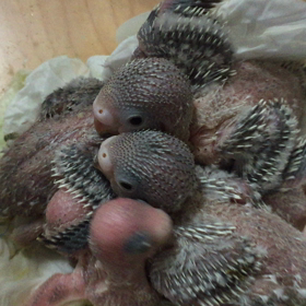 ジャンボセキセイの画像