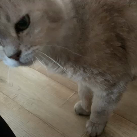 きんきゅう入院 & すぐに退院の画像