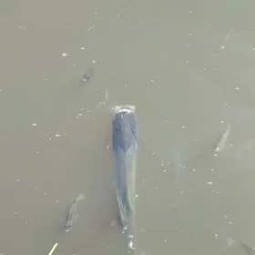 魚達が苦しんでるょ(T ^ T)の画像