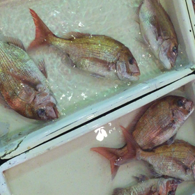 真鯛が大漁だ！の画像