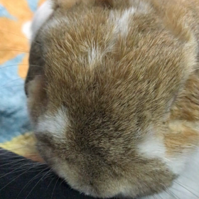 朝ごはんちょーだいの画像