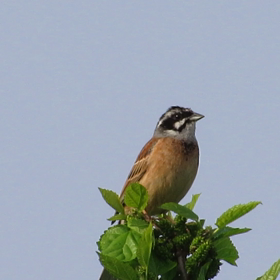 ホオジロさえずりの画像