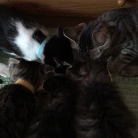 チビちゃん凄いぞ！の画像