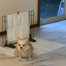 あたちっての画像