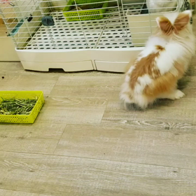 マフィンが。の画像