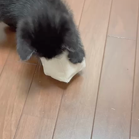 おもち、娘が作ったオモチャで遊ぶ。の画像