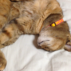 動き動かニャンコの画像