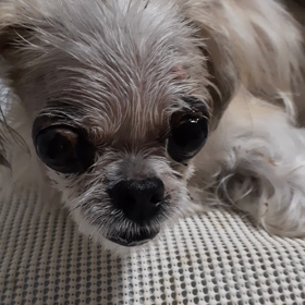 長期戦かな？　”雛、咳が悪化してしまって・・”の画像