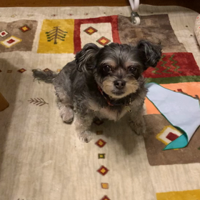 チョコさんの画像