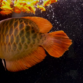 紅龍お迎えの画像