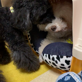 ユキはお母さん⁈の画像