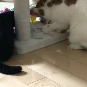 我が家で一番人気の画像