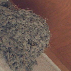 ツバメのヒナちゃんの声♪の画像