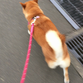 はいはいはい散歩中でーすの画像