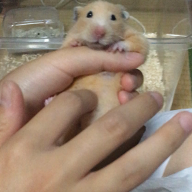 寝起きのの画像