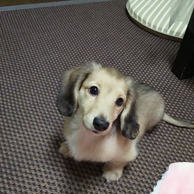 しつけ？！の画像