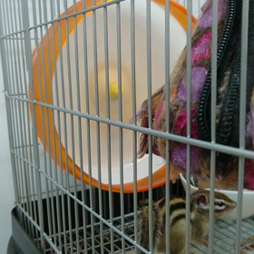 めちゃくちゃ元気の画像