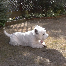 一生に一度だけ巡り合える運命の愛犬・ロビン（動画編）の画像