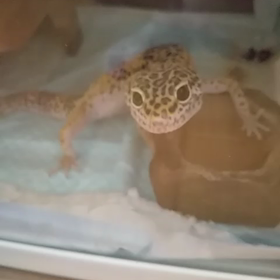 今日のレオパの画像