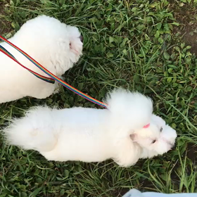 ♪お散歩動画♪代々木公園♪の画像