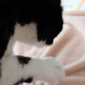 ふみふみの画像